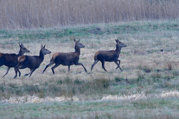 Rotwild in der Oberlausitz im Frühjahr auf der Flucht
