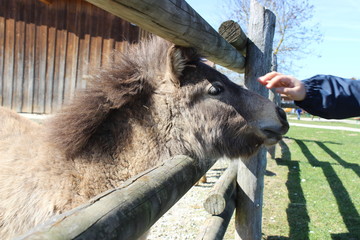 petting a tiny horse