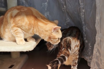 お尻の匂いを嗅ぐ猫アメリカンショートヘアー