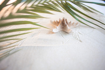 Tropical beach A green palm leaf, and lonely starfish, lie on white fine sand. Desktop wallpaper.