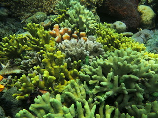 The amazing and mysterious underwater world of Indonesia, North Sulawesi, Manado, stone coral