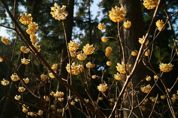 ミツマタの花　和紙の原料