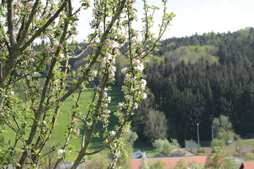 apple flowers with green background