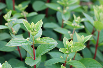 Young shoots of hydrangea with red trunks, green leaves and unopened inflorescences. Preflowering panicle hydrangea plant
