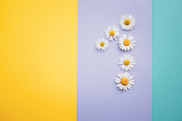 Margeriten, Gänseblümchen - Blüten auf buntem Karton, Vorlage für Design, Hintergrund mit Textfreiraum