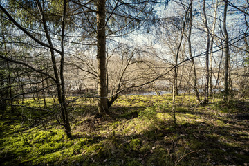 Fototapeta na wymiar spring forest with green moss and sunshine rays