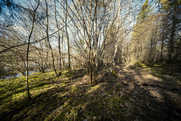 spring forest with green moss and sunshine rays