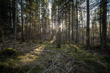 spring forest with green moss and sunshine rays
