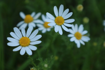 Fototapeta premium daisies in the garden
