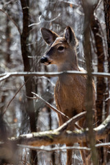 Yearling Deer