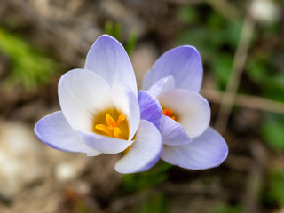 Crocus Chrysanthus Blue Pearl spring flower in a garden