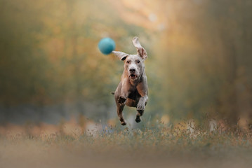 happy weimaraner dog running after a ball outdoors
