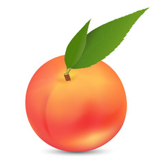Vector illustration of a whole peach on a white background. Bright saturated color. Realistic performance.