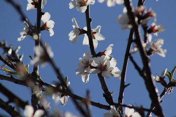 Early spring: blooming landscapes in the Mediterranean island of Crete
