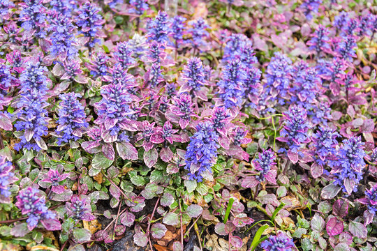 ajuga reptans
