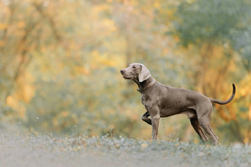 weimaraner dog in a collar standing outdoors in autumn