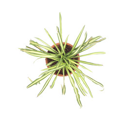 pot of plant top view isolated on white background