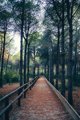 Obraz premium wooden bridge in the forest