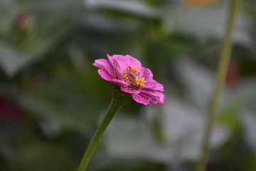 Obraz premium pink flower in garden
