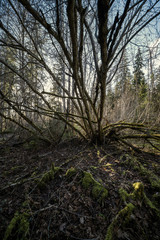 spring forest with green moss and sunshine rays