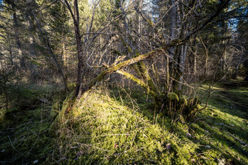 spring forest with green moss and sunshine rays