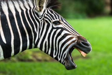 Zebra open mouth yawn