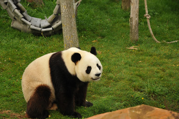 Obraz na płótnie Canvas panda géant qui s'assoit 
