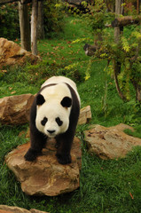 Obraz na płótnie Canvas panda géant sur une grosse pierre 