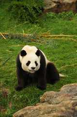 panda assis au parc Zoologique