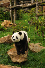Obraz na płótnie Canvas panda géant assis 
