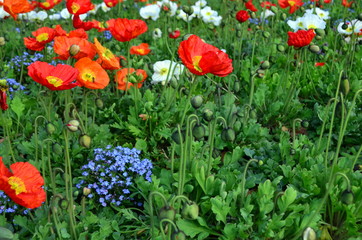 Frühlingswiese mit Mohn und Vergissmeinnicht