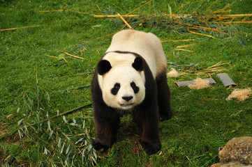 panda regardant en l'air 