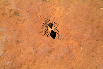 Australia, Zoology, Insect 5113