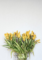 Wilted tulips in a glass vase. Bouquet of Yellow dried tulips on a white wall background