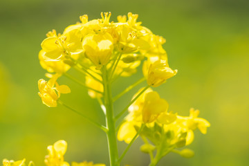 Fototapeta premium 菜の花