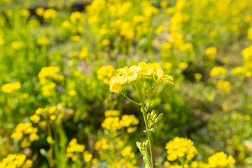 菜の花