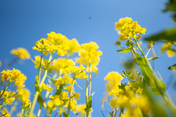 菜の花