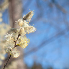 Yellow blooming pussy willow branch on the blue sky background. One branch