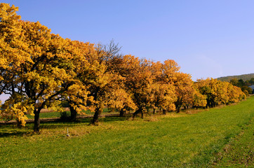 Fototapeta premium Austria, Autumn