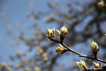 Early spring pear tree buds orchard
