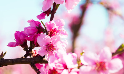 blooming peach trees in spring