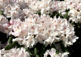Obraz na płótnie Canvas Rhododendronblüte