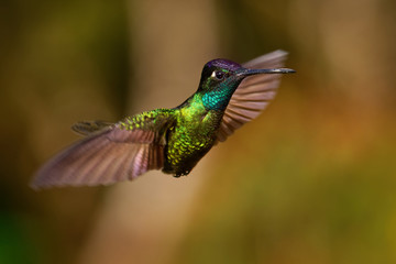 Obraz premium Talamanca (Admirable) Hummingbird - Eugenes spectabilis is large hummingbird living in Costa Rica and Panama. Beautiful green and blue colour, sitting and flying