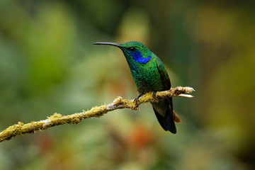 Lesser Violetear - Colibri cyanotus - mountain violet-ear, metallic green hummingbird species commonly found from Costa Rica to northern South America. Formerly named the Green Violetear