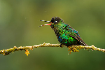 Fiery-throated Hummingbird - Panterpe insignis medium-sized hummingbird breeds only in the mountains of Costa Rica and Panama. Beautiful colourful green and blue and orange bird