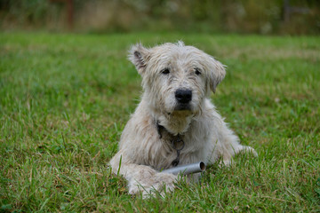 Brasov, Romania - Aug 2019:  The Romanian Mioritic Shepherd Dog is a large breed of livestock guardian dog that originated in the Carpathian Mountains of Romania