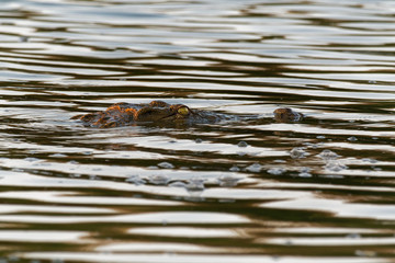 Nile Crocodile - Crocodylus niloticus large crocodilian native to freshwater habitats in Africa, laying in the river with only eyes visible  and waiting for the opportunity to attack