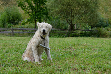 Brasov, Romania - Aug 2019:  The Romanian Mioritic Shepherd Dog is a large breed of livestock guardian dog that originated in the Carpathian Mountains of Romania