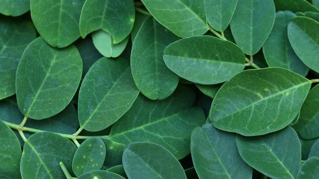 My Movie Close-up of Moringa leaves