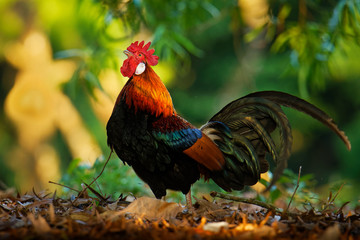 Red Junglefowl - Gallus gallus  tropical bird in the family Phasianidae. It is the primary progenitor of the domestic chicken (Gallus gallus domesticus). Beautiful colours in the green jungle